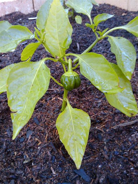 Capsicum Annuum Plant