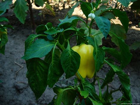 Capsicum Definition
