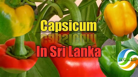 Capsicum Lanka