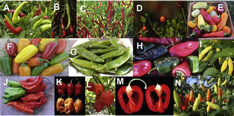 Capsicum Types