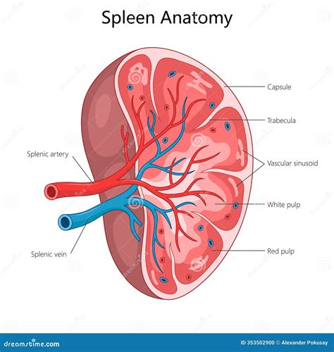 Capsule Of Spleen