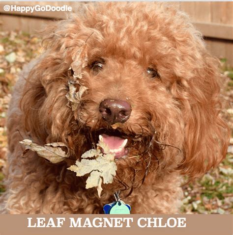 Caption For Leaf Photography