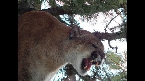 captured cougars