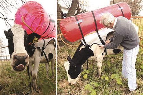 capturing methane from cows