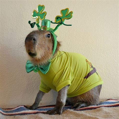 Capybara, Capybara pet, Unusual animal friends
