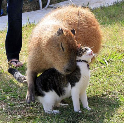 capybara friendliest animal