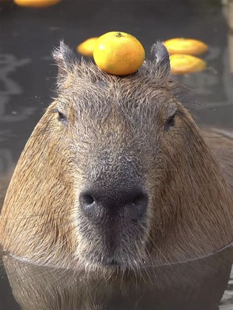 capybara with an orange on its head