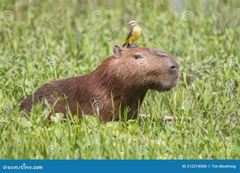 capybara with bird on head