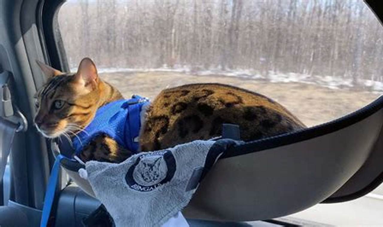 car hammock for cats
