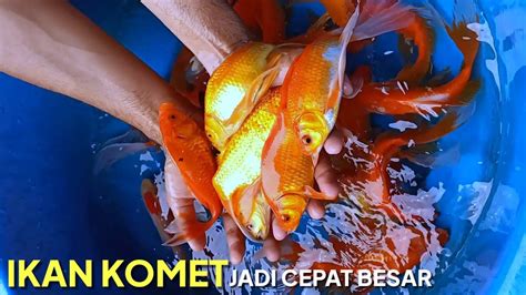 Rahasia Panjangkan Ekor Ikan Komet, Dijamin Wow!