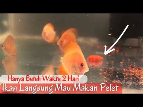 Rahasia Ampuh Agar Ikan Discus Lahap Makan Pelet