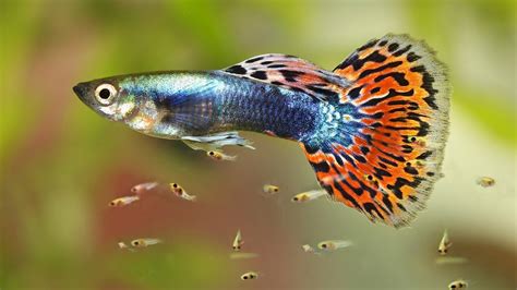 Cara Rahasia Percepat Pemijahan Ikan Guppy: Temuan dan Wawasan Eksklusif