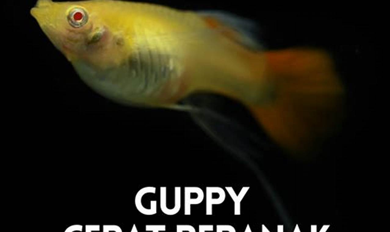 Cara Rahasia Percepat Pemijahan Ikan Guppy: Temuan dan Wawasan Eksklusif