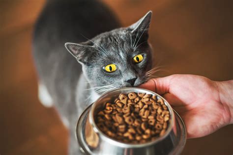 Cara Agar Kucing Mau Makan Catfood Blanjanesia