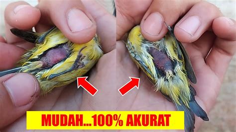 Cara Mudah Mengenali Perbedaan Burung Pleci Jantan dan Betina