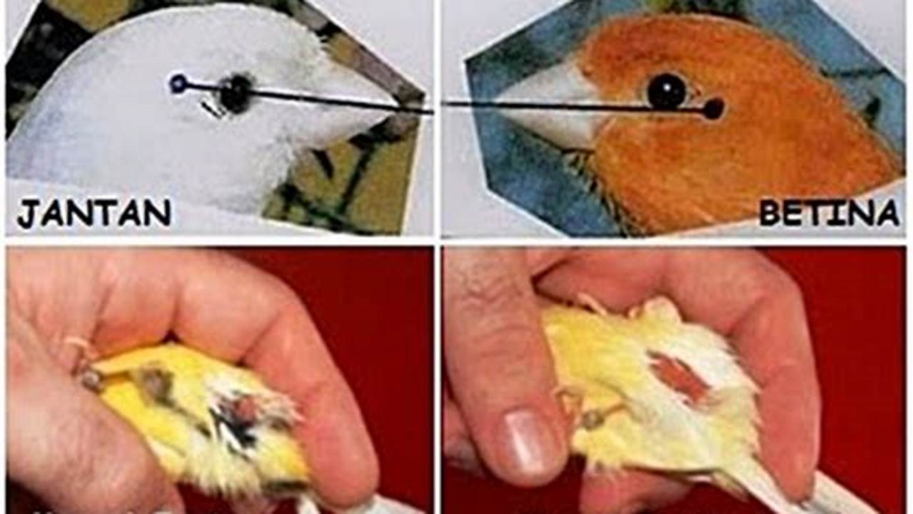 Cara Mudah Mengenali Perbedaan Burung Pleci Jantan dan Betina