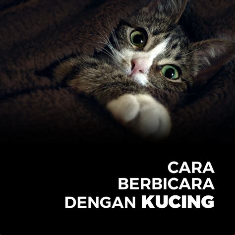 Cara Berbicara dengan Kucing Puritypaw Cat Food Premium