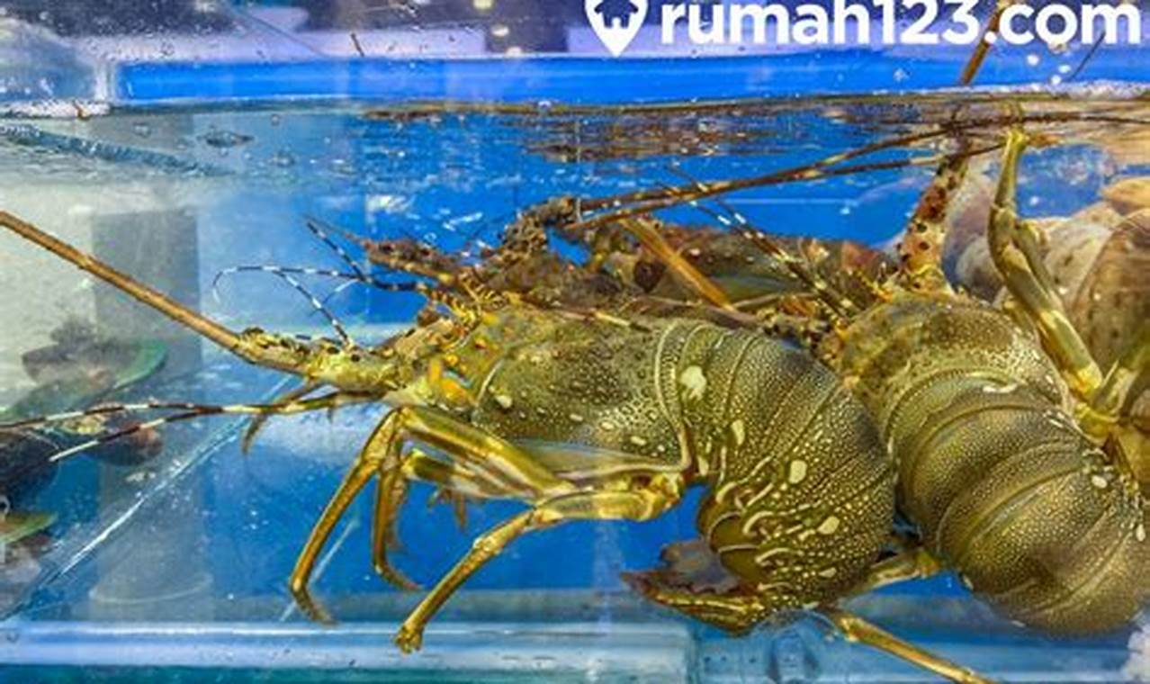 Panduan Lengkap Cara Beternak Udang Lobster Air Tawar