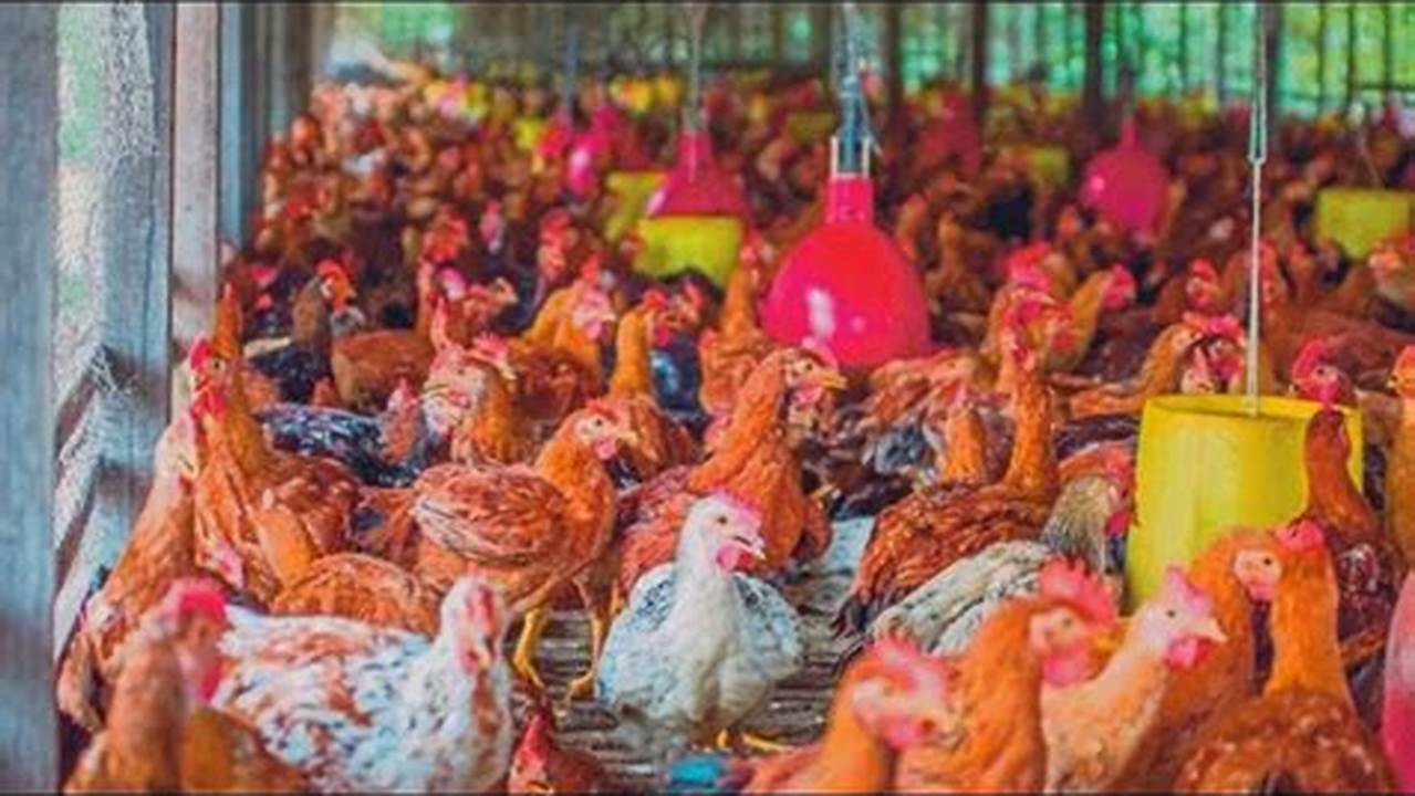 Panduan Lengkap: Cara Beternak Ayam Kampung Organik