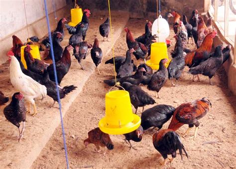 Panduan Lengkap: Cara Beternak Ayam Kampung Petelur untuk Pemula