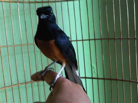 Cara Mudah dan Lengkap Beternak Burung Murai Medan Untuk Pemula