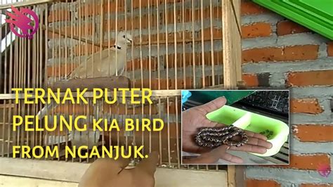 Panduan Lengkap: Cara Beternak Burung Puter Pelung untuk Pemula