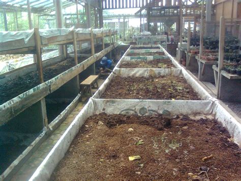 Panduan Lengkap Beternak Cacing Tanah untuk Pemula