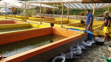 Panduan Lengkap: Cara Beternak Ikan Lele Kolam Terpal untuk Pemula