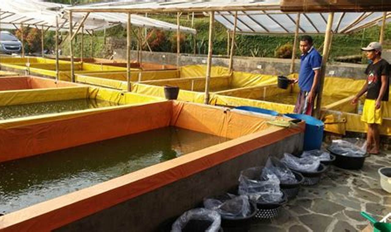 Panduan Lengkap: Cara Beternak Ikan Lele Kolam Terpal untuk Pemula