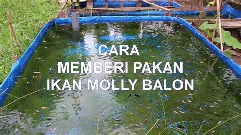 Panduan Lengkap Merawat Ikan Molly Balon: Rahasia Terungkap!