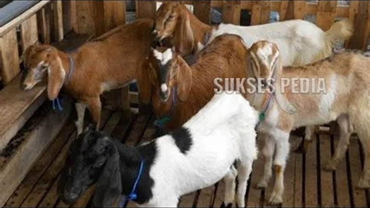 Panduan Cara Beternak Kambing yang Benar dan Menguntungkan