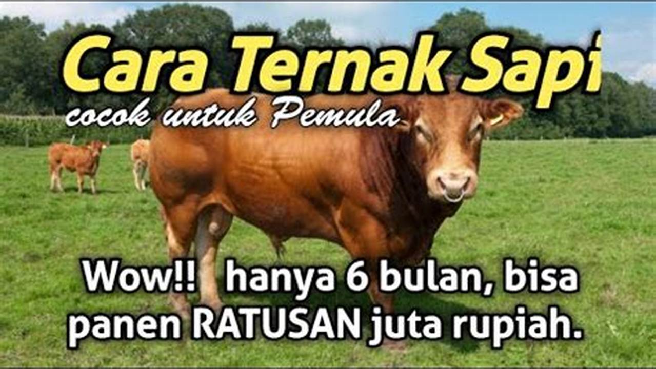 Cara Jitu Beternak Sapi untuk Gemuk Maksimal