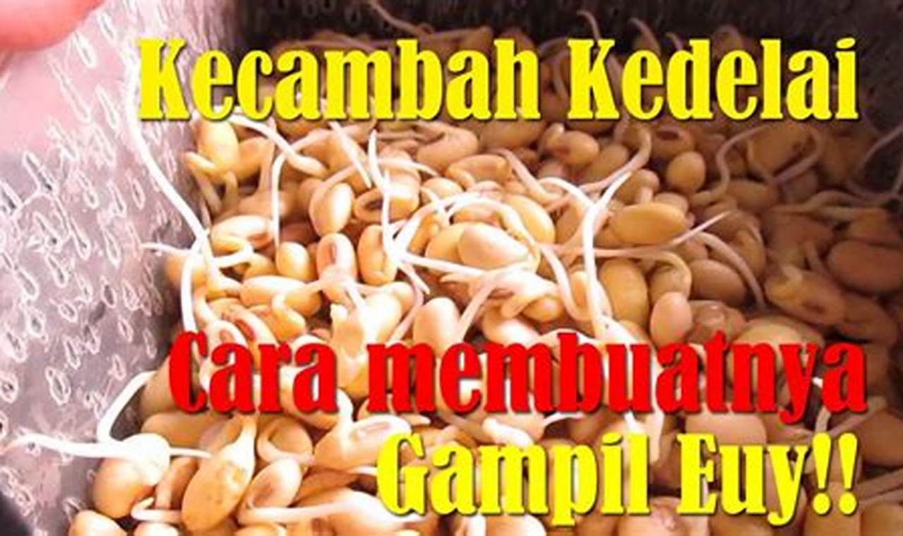 Resep Membuat Kecambah Kedelai: Rahasia Menemukan Superfood di Rumah