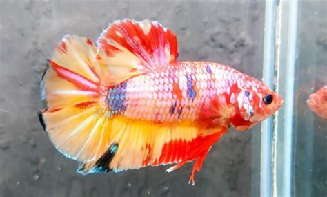 √ Ikan Cupang Giant Multicolor Ciri, Cara Merawat, Harga