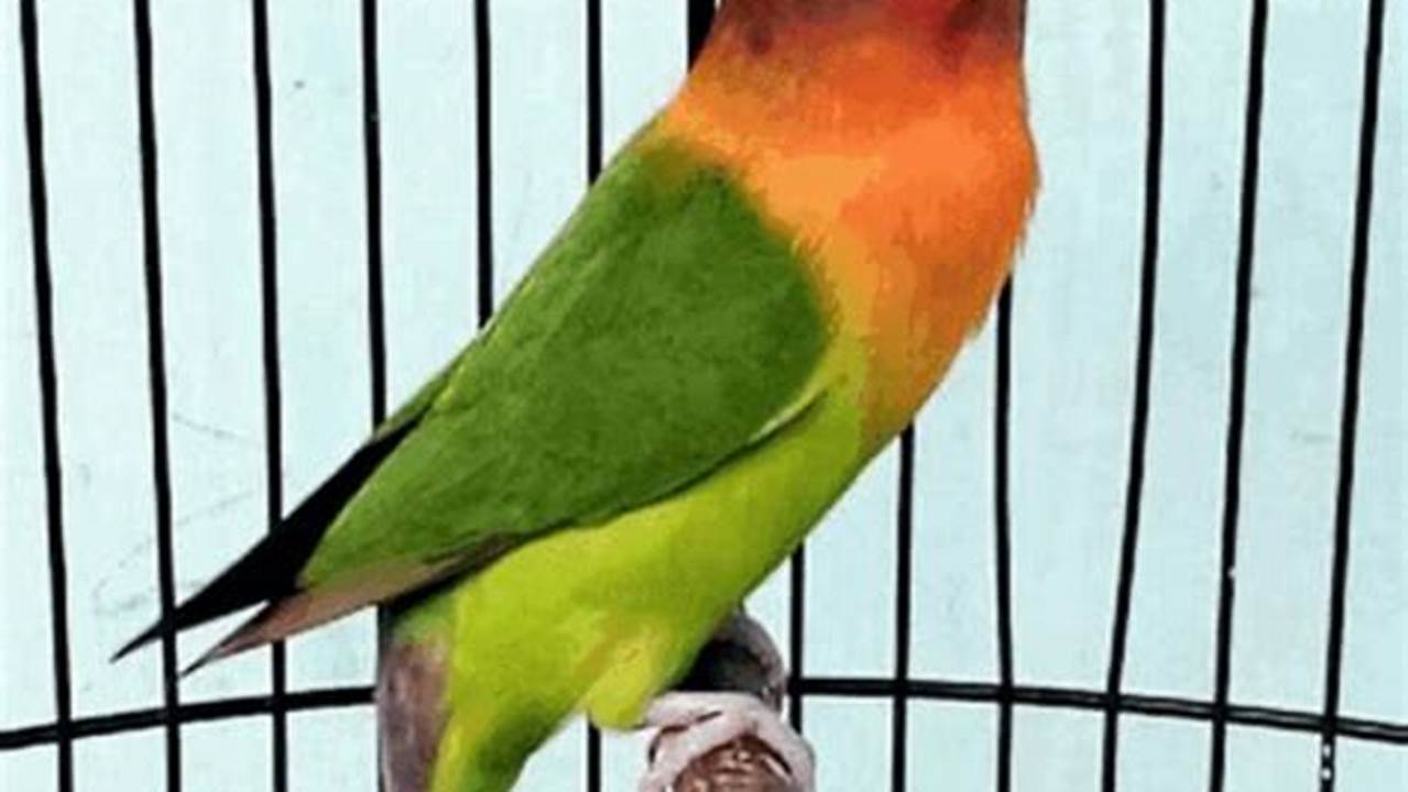 Cara Praktis Buat Burung Lovebird Konslet