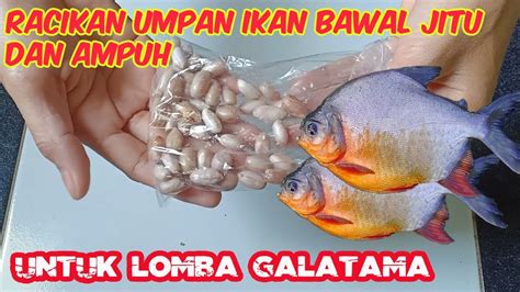 Resep Umpan Ikan Mas Harian Anti Gagal, Dijamin Strike!