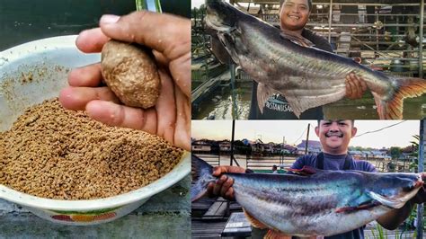 Cara Membuat Umpan Ikan Patin Di Waduk