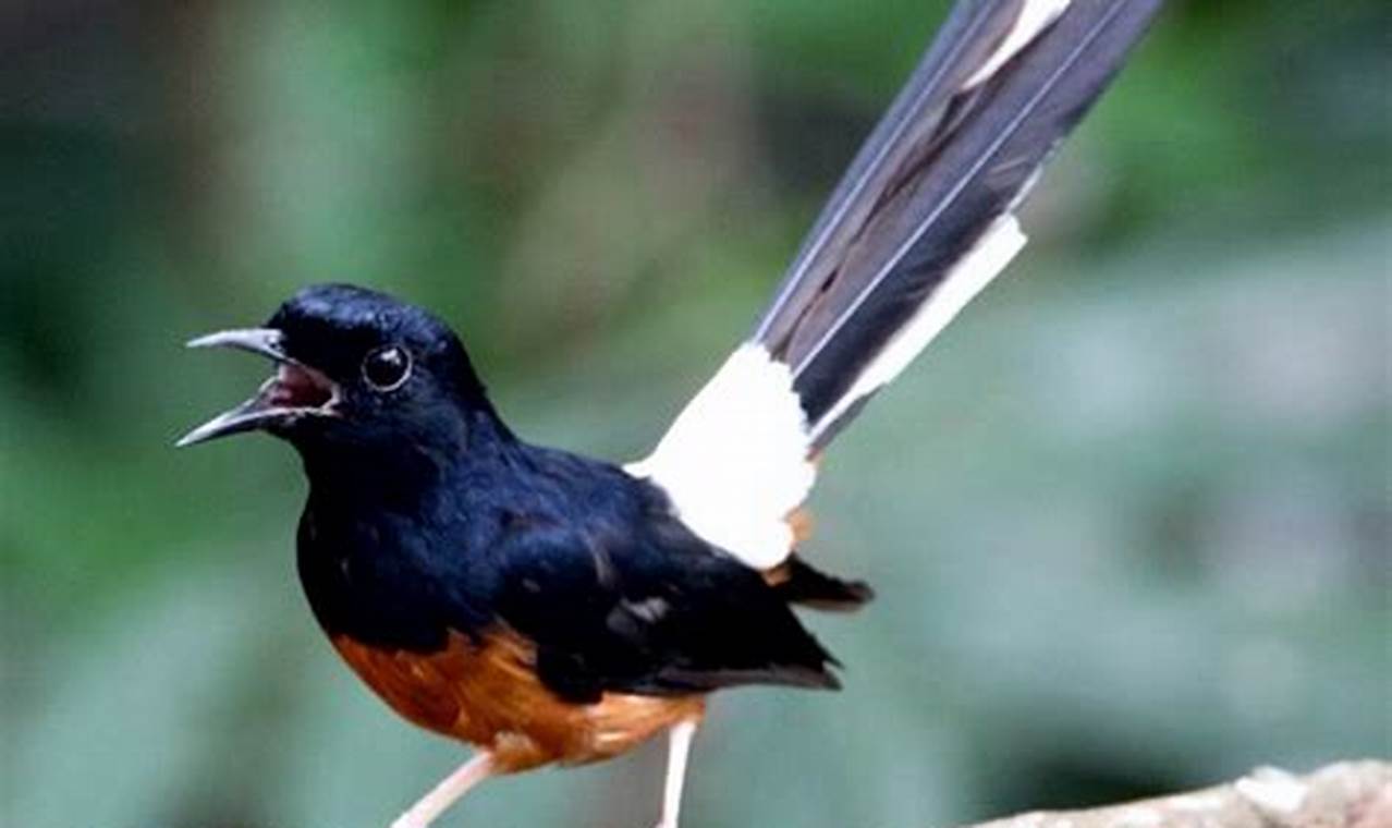 Panduan Lengkap: Cara Budidaya Burung Murai Batu untuk Pemula