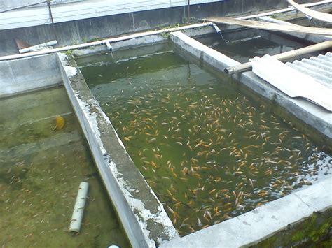Cara Budidaya Ikan Nila Di Kolam Tanah Taman Inspirasi SAFA