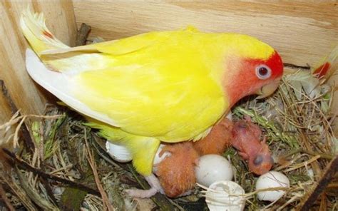 Panduan Lengkap: Cara Cepat Mempercepat Produksi Telur Burung Lovebird