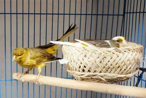 Panduan Cepat dan Efektif Ternak Burung Kenari
