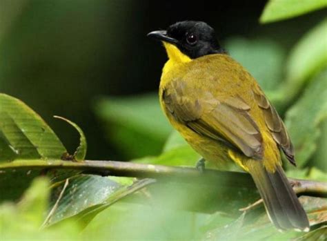 Cara Ampuh Hilangkan Suara Burung Kutilang pada Cucak Ijo