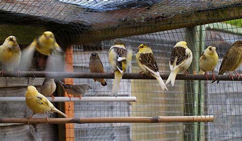 Panduan Lengkap: Cara Import Burung Kenari dari Luar Negeri