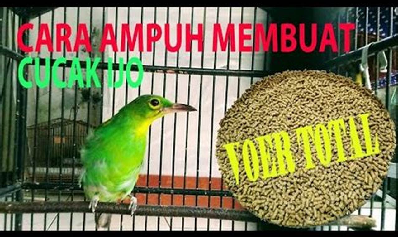 Panduan Lengkap: Cara Melatih Burung Cucak Ijo Ngentrok untuk Pemula