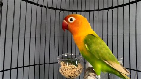 Panduan Lengkap: Cara Melatih Burung Lovebird Handal Free Fly