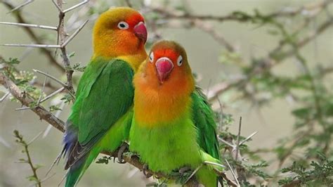 Cara Mudah dan Efektif Melatih Burung Lovebird Agar Jinak