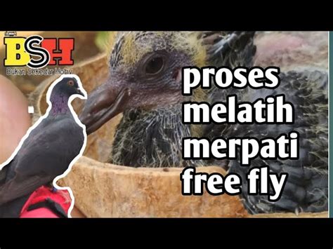 Panduan Cara Melatih Burung Merpati FF: Tingkatkan Performa Tempur Anda