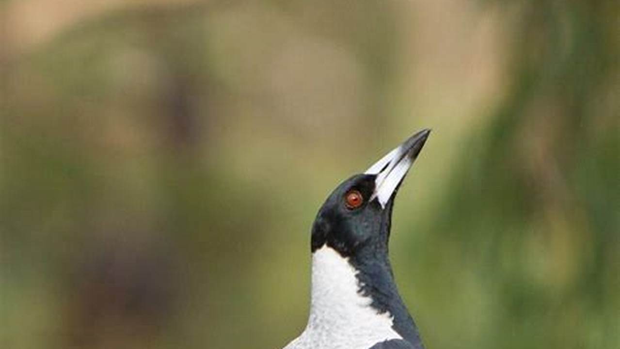 Tips Jitu Cara Melatih Suara Burung Kacer Agar Gacor