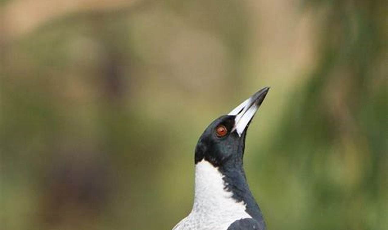 Tips Jitu Cara Melatih Suara Burung Kacer Agar Gacor