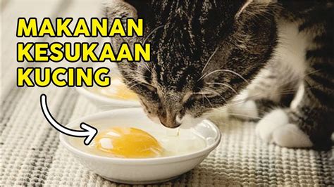 Cara Melebatkan Bulu Kucing Kampung Malaysia malaymuni